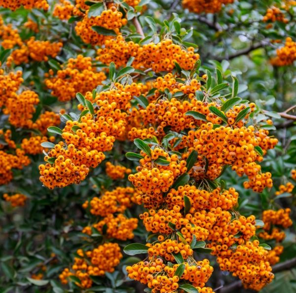 Pyracantha coccinea 'Golden Charmer' - Sárga bogyójú tűztövis