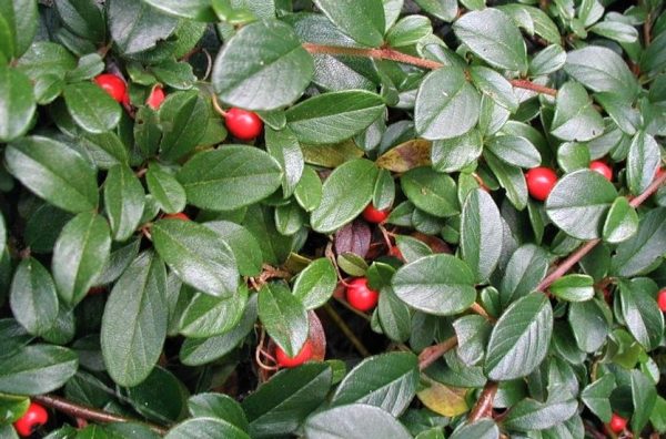 Cotoneaster wardii - madárbirs - Image 4