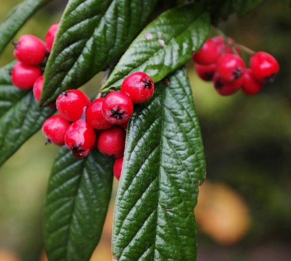 Cotoneaster salicifolius  - Fűzlevelű madárbirs