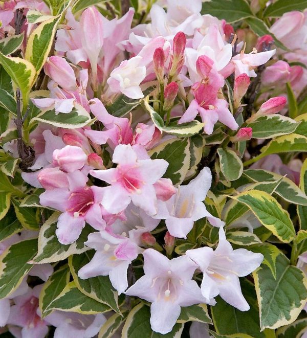 Weigela florida `Suzanne` - Rózsalonc