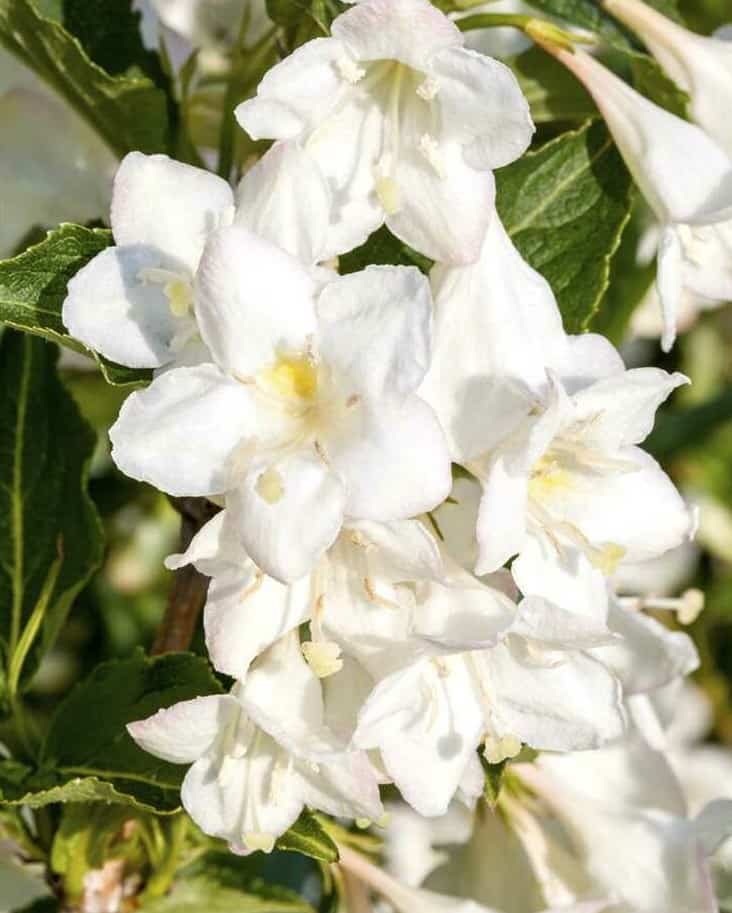 Weigela 'Alba' – Hófehér virágú rózsalonc