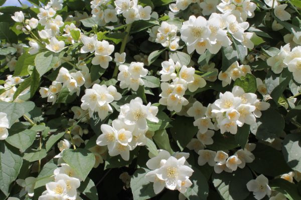 Philadelphus coronarius - Közönséges jezsámen - Image 3