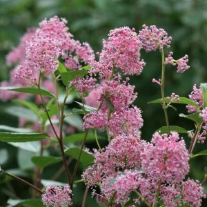 Ceanothus pallidus 'Marie Simon' – Táskavirág