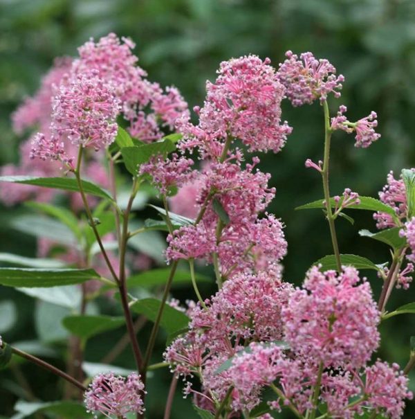 Ceanothus pallidus 'Marie Simon' – Táskavirág