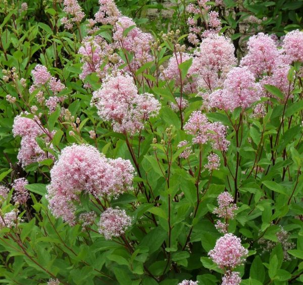 Ceanothus pallidus 'Marie Simon' – Táskavirág - Image 3