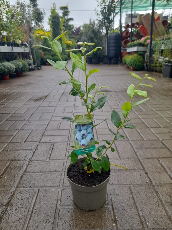 vaccinium corymbosum - kék áfonya