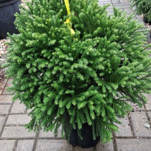 Cryptomeria japonica 'Globosa Nana' - Törpe gömb japánciprus