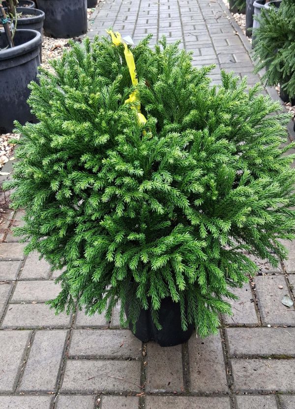 Cryptomeria japonica 'Globosa Nana' - Törpe gömb japánciprus