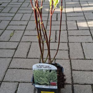 Cornus alba 'Elegantissima'- Fehértarka levelű som