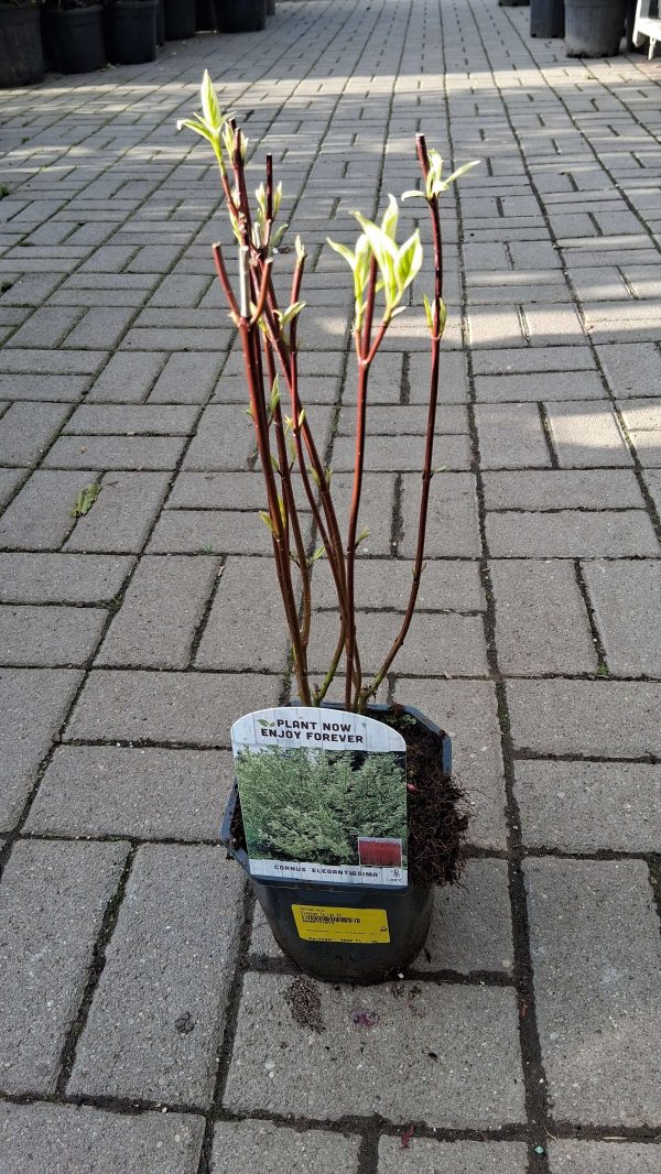 Cornus alba 'Elegantissima'- Fehértarka levelű som