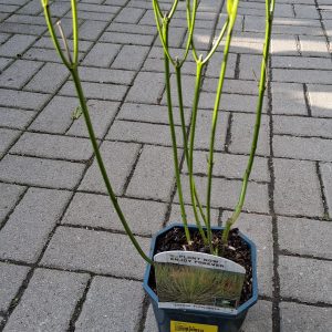 Cornus stolonifera ’Flaviramea’ - Sárgavesszős som