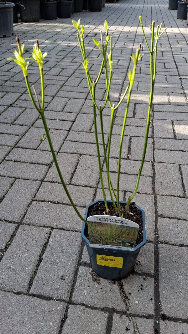 Cornus stolonifera ’Flaviramea’ - Sárgavesszős som