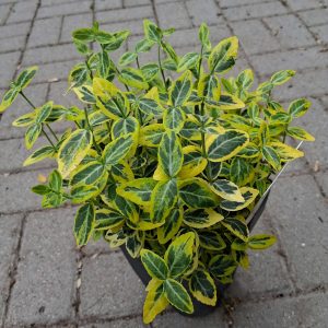 Euonymus fortunei 'Emerald'n Gold' - Aranytarka kúszó kecskerágó