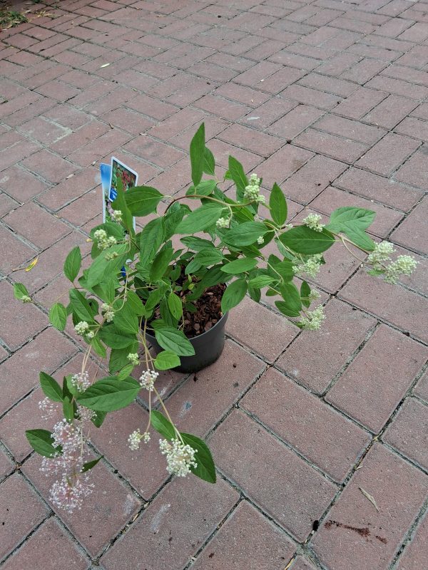Ceanothus pallidus 'Marie Simon' – Táskavirág - Image 4