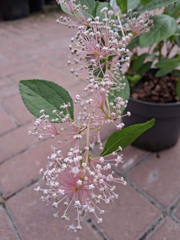 Ceanothus pallidus 'Marie Simon' – Táskavirág - Image 5