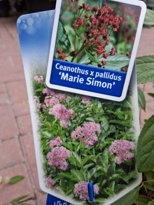 Ceanothus pallidus 'Marie Simon' – Táskavirág - Image 6