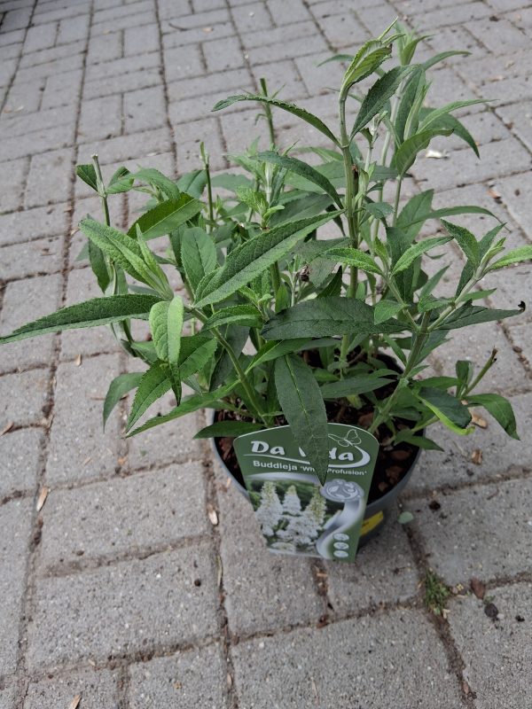 Buddleja davidii 'White Profusion' - Fehér nyáriorgona - Image 4