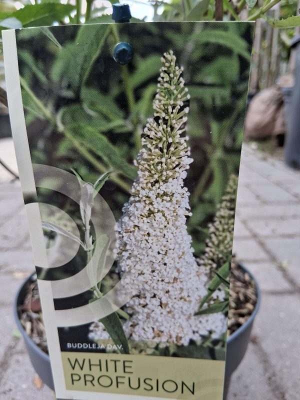 Buddleja davidii 'White Profusion' - Fehér nyáriorgona - Image 3