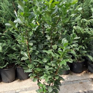 Prunus laurocerasus 'Etna' - Babérmeggy 125/150cm