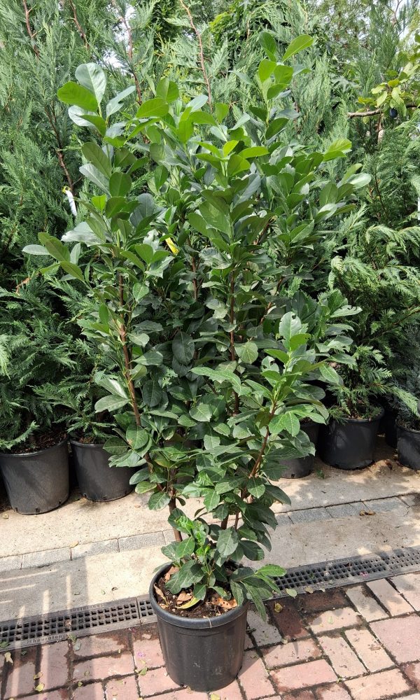 Prunus laurocerasus 'Etna' - Babérmeggy 125/150cm