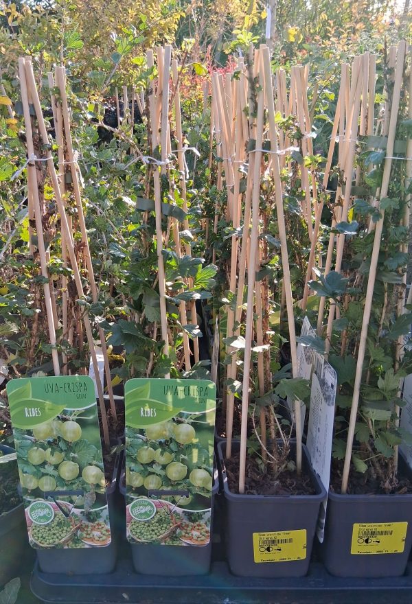 Ribes uva-crispa 'Hinnomaki Green' - Zöld egres - Image 9