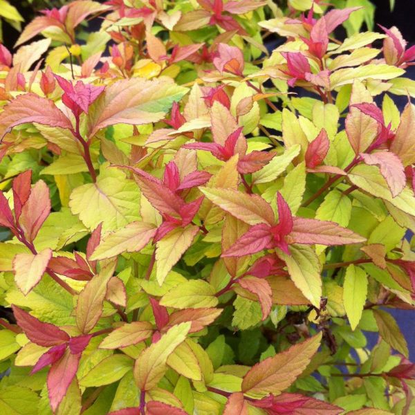 Spiraea japonica 'Goldflame' - Aranypiros japán gyöngyvessző - Image 4