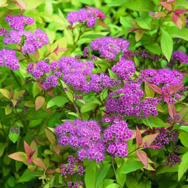 Spiraea japonica 'Goldflame' - Aranypiros japán gyöngyvessző