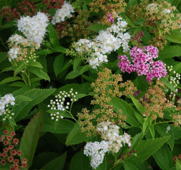 Japán gyöngyvessző -Spiraea Japonica 'Shirobana'