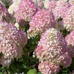 Hydrangea paniculata 'Candlelight' - Bugás hortenzia