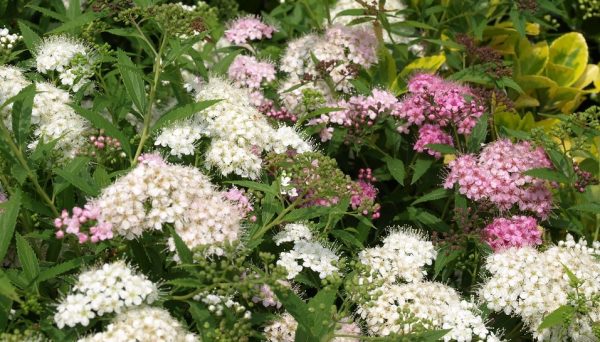 Japán gyöngyvessző -Spiraea Japonica 'Shirobana' - Image 3