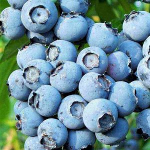 Vaccinium corymbosum 'Patriot' - Óriás kék áfonya