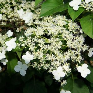 Hydrangea anomala ssp. petiolaris – Kúszó hortenzia
