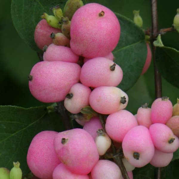 Symphoricarpos x doorenbosii 'Amethyst' – Hóbogyó