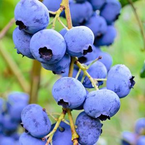 Vaccinium corymbosum 'Elliot' - Kék áfonya