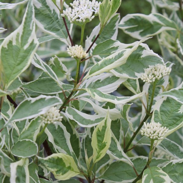 Cornus alba 'Elegantissima' - Fehértarka levelű som - Image 4
