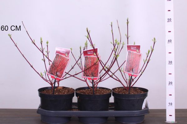 Cornus alba 'Sibirica' - Vörös vesszejű som