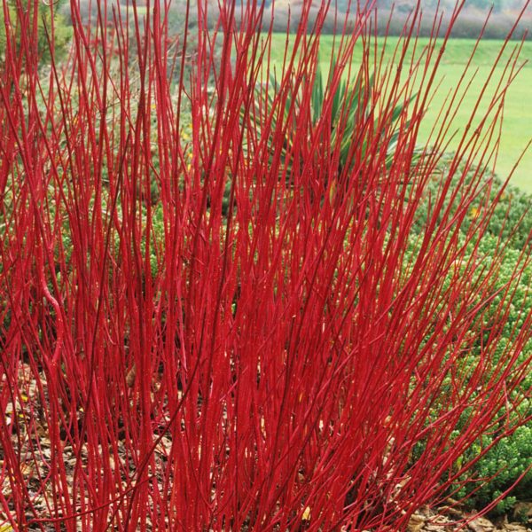 Cornus alba 'Sibirica' - Vörös vesszejű som - Image 5