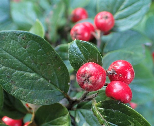 Cotoneaster wardii - madárbirs