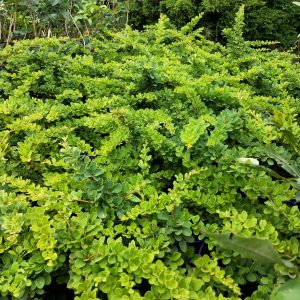 Berberis thunbergii `Green Carpet` - Terülő borbolya