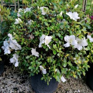 Azalea x 'DOROTHY HAYDEN' kb. 37 cm növény magassággal