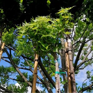 Liquidambar styraciflua 'Gum Ball' -  Gömb ámbrafa