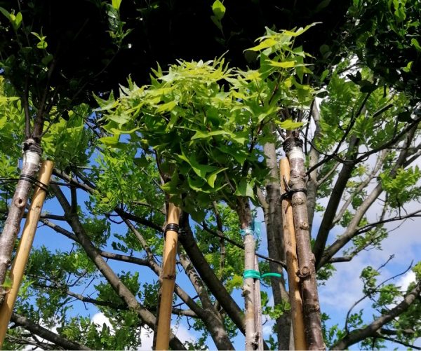 Liquidambar styraciflua 'Gum Ball' -  Gömb ámbrafa