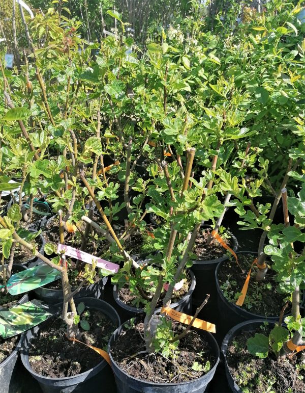 Ficus carica 'Dottato' – Füge kb. 40 cm - Image 3