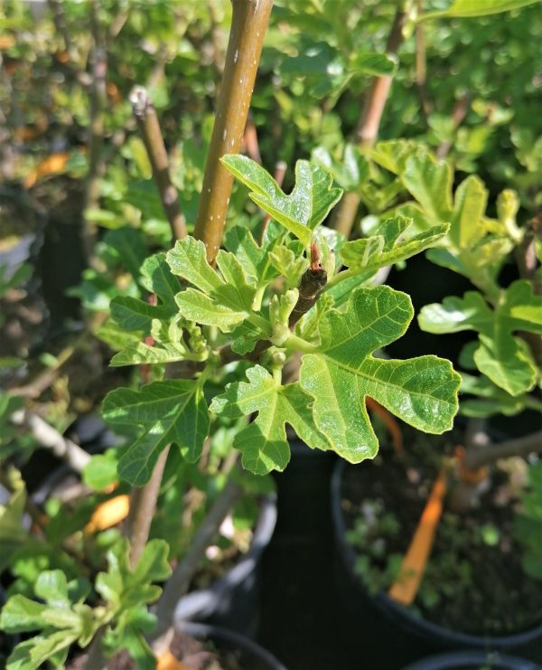 Ficus carica 'Dottato' – Füge kb. 40 cm - Image 4