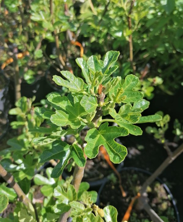 Ficus carica 'Dottato' – Füge kb. 40 cm - Image 5