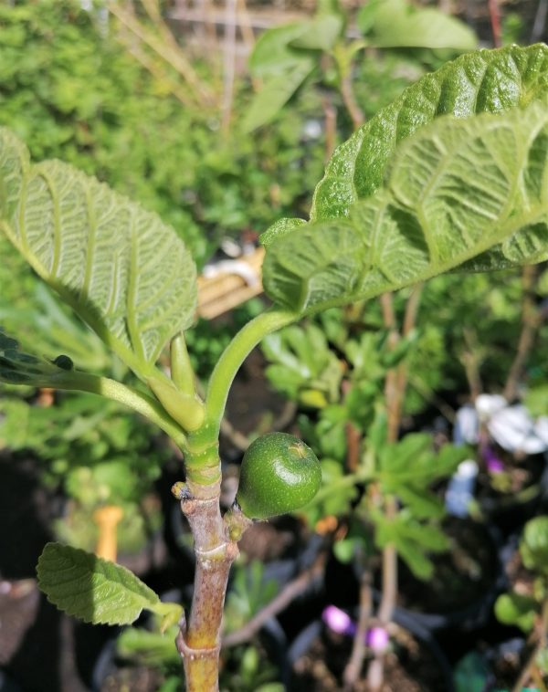 Ficus carica 'Brogiotto Bianco' - Füge - Image 3
