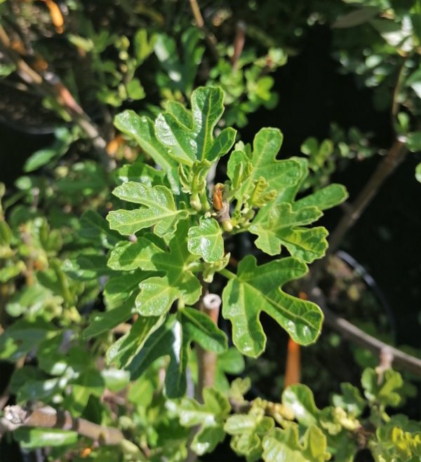 Ficus carica 'Brogiotto Bianco' - Füge - Image 4