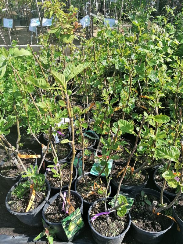 Ficus carica 'Dottato' – Füge kb. 40 cm - Image 8
