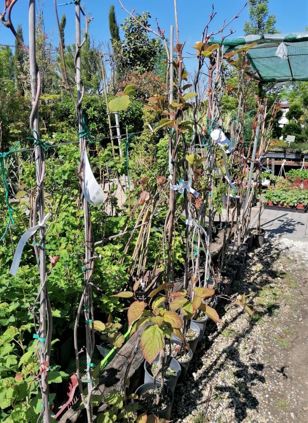 Actinidia chinensis Hayvard- termő kb. 170 cm magas - Image 3