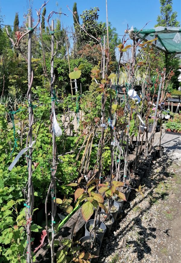 Actinidia chinensis Hayvard- termő kb. 170 cm magas - Image 4